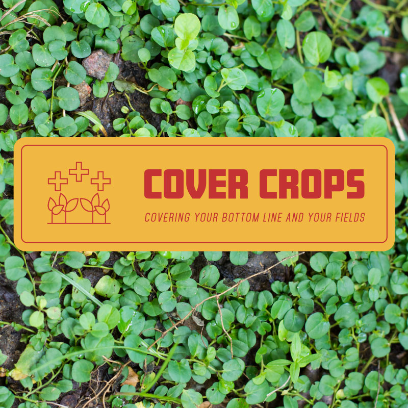 cover crops