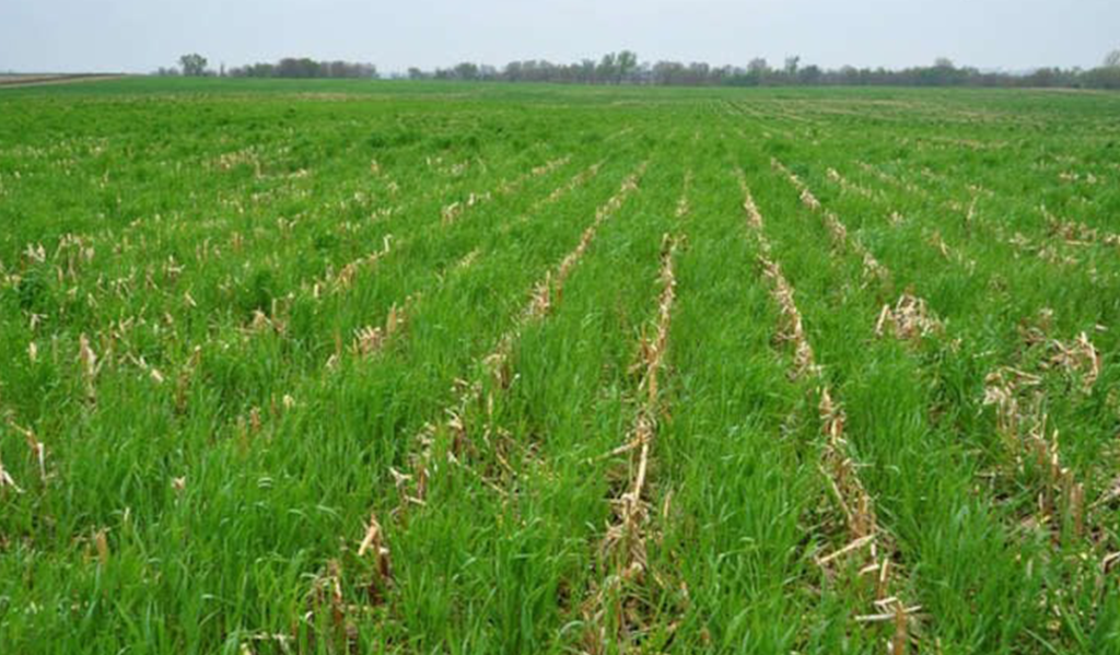 cereal rye