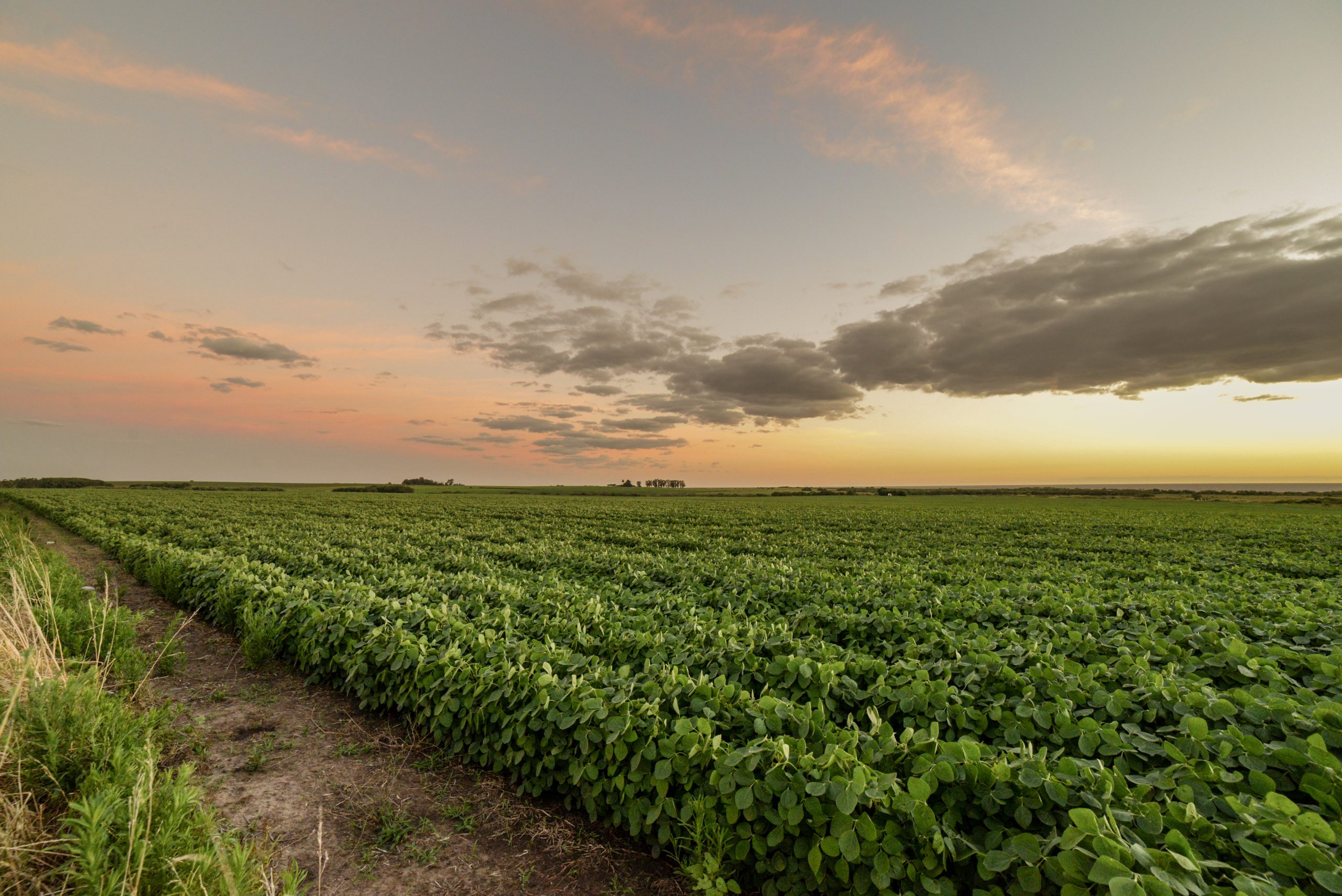 soybeans fields planted during sunset